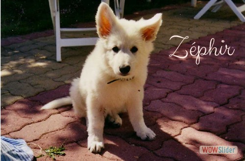 ALTO ZEPHIR 04