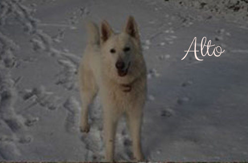 altosephir2b