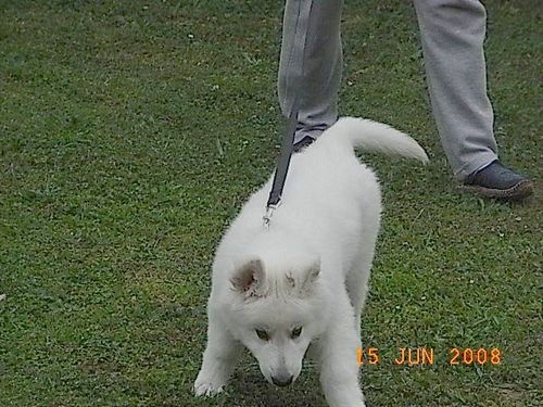 loona1