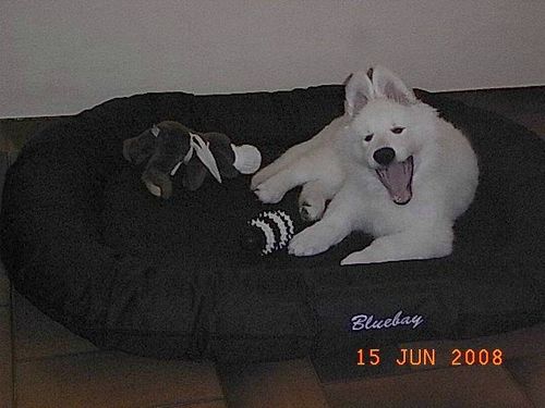 loona11