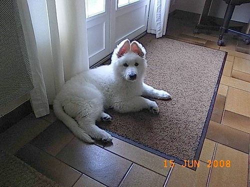loona12