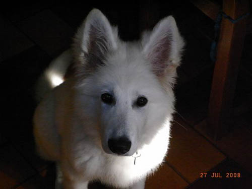 loona19