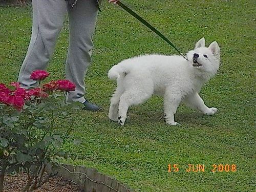 loona2