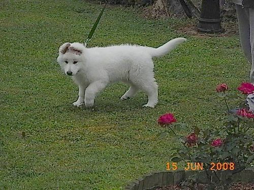 loona3