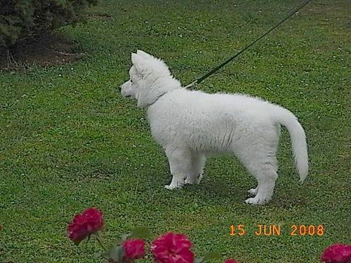 loona6
