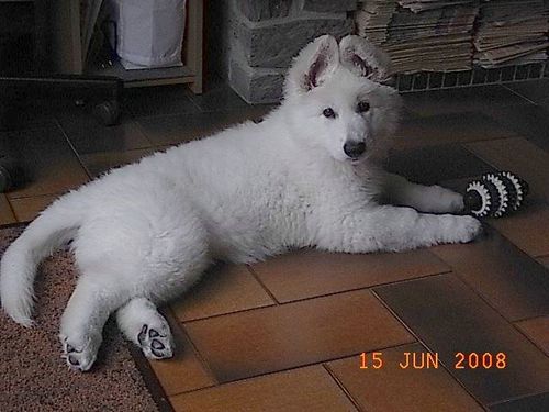 loona7