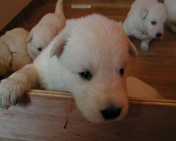 chiots J22.