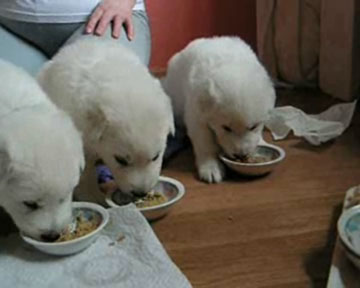 chiots J25.