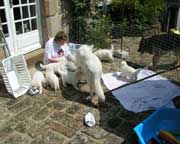 chiots J30.