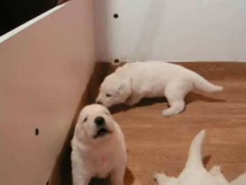chiots J6.