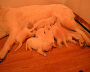 chiots J4.