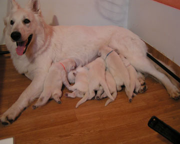 chiots J6.