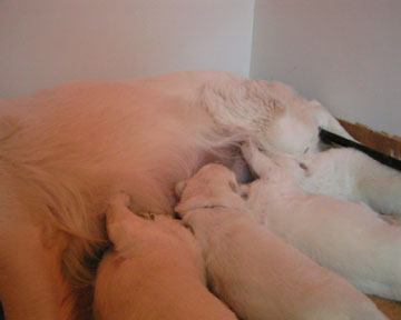 chiots J21a.
