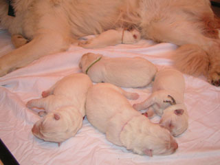 chiots J3.